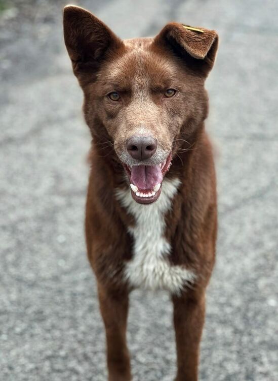 1389 кучета осиновени от общинския приют в Перник за периода от 2020 до 2024