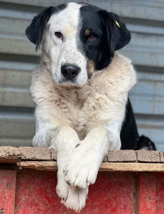 1389 кучета осиновени от общинския приют в Перник за периода от 2020 до 2024