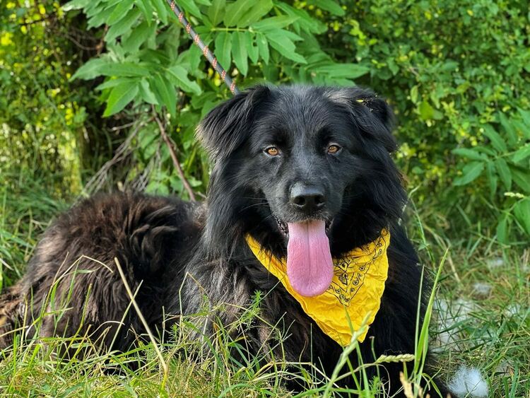 1389 кучета осиновени от общинския приют в Перник за периода от 2020 до 2024