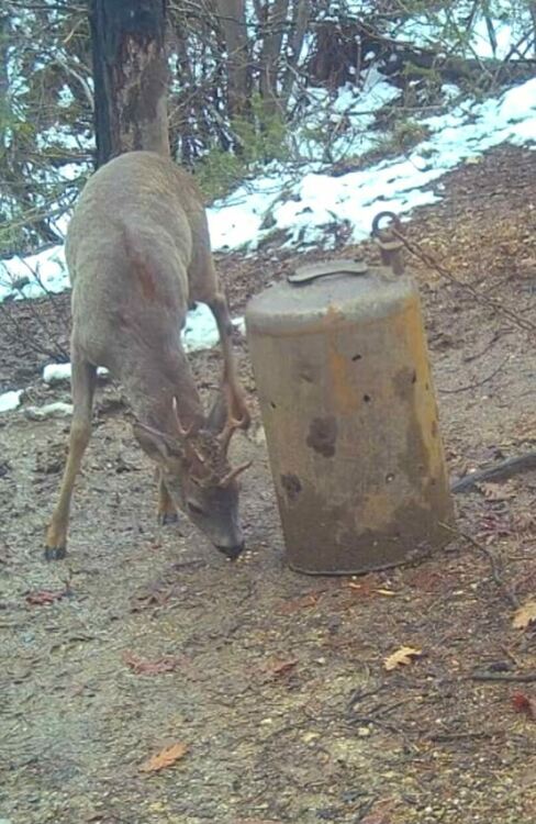 Уникален сръндак с три рога засечен край Ардино