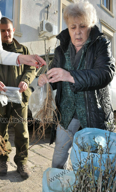 Горското стопанство раздаде 370 дръвчета за залесяване на паркове и градинки в Хасково