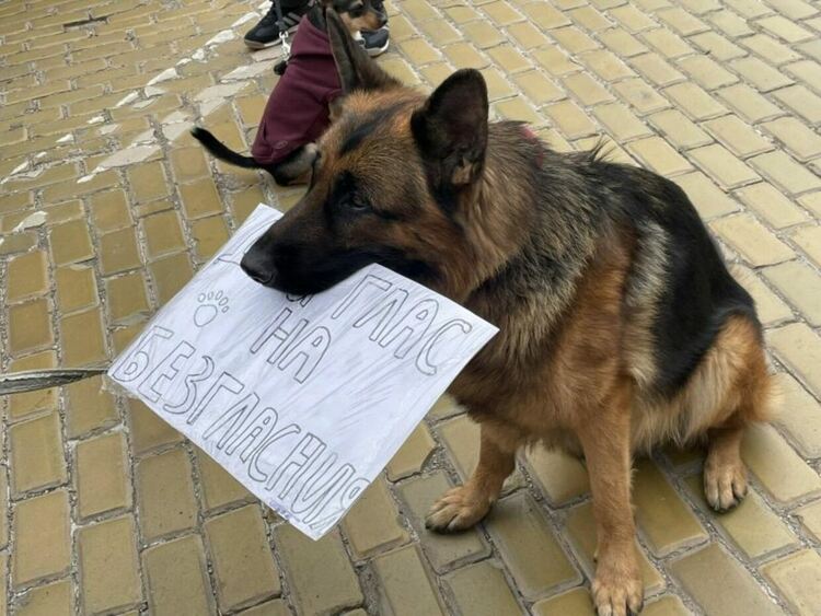 Кабинетът одобри по-сурови глоби и използване на СРС-та при изтезания над животни