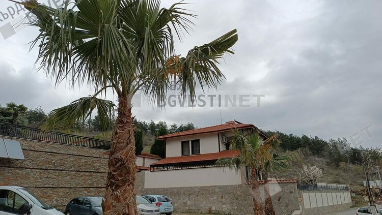   Маслини на по 500 години засадиха в зоната за отдих Главатарци