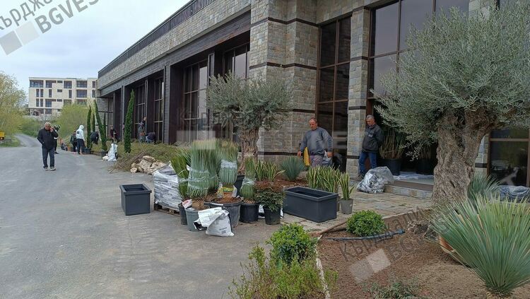   Маслини на по 500 години засадиха в зоната за отдих Главатарци