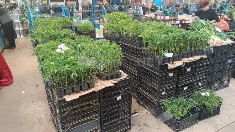 Стълпотворение на Пазара в Кърджали на Велика Събота, наплив за разсад