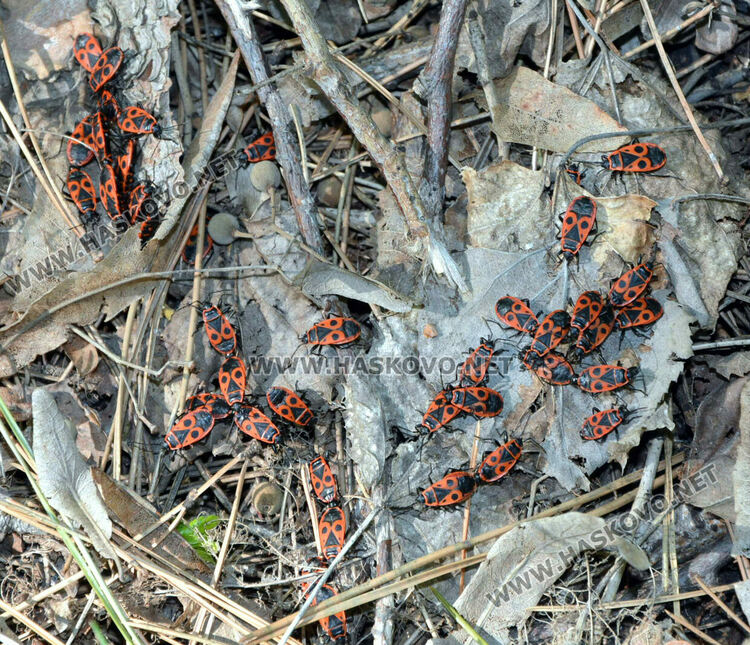 РИОСВ и Областна администрация с акция по почистване на отпадъци в Хасково