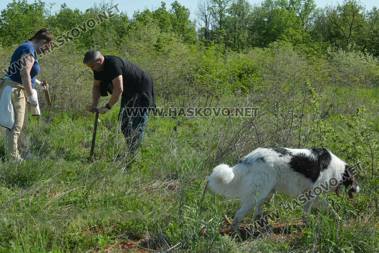 Засаждат 4000 дръвчета в местността „Кенана“ край Хасково