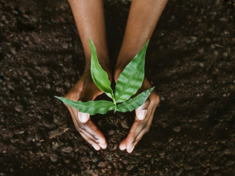 Учени създадоха светещи бактерии. С тях откриват почвено замърсяване