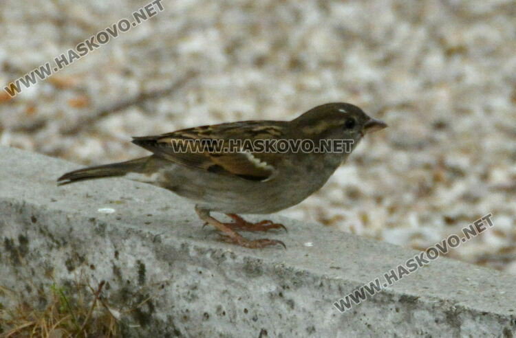Доброволци броят врабчетата 