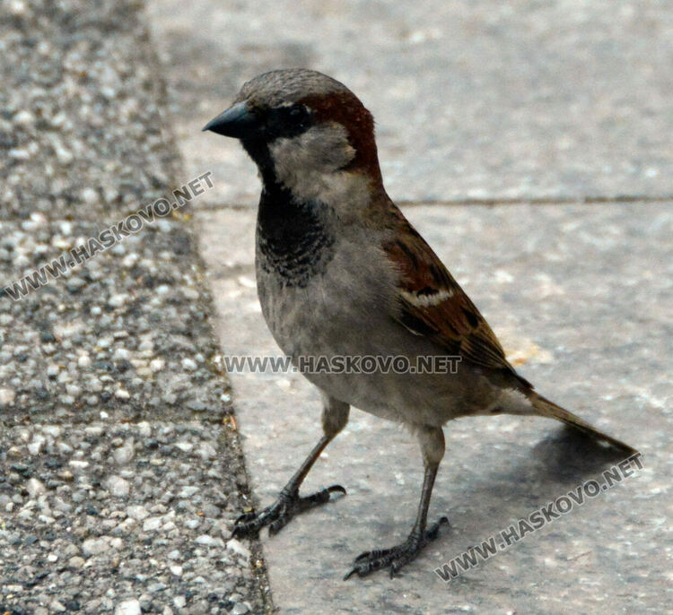 Доброволци броят врабчетата 