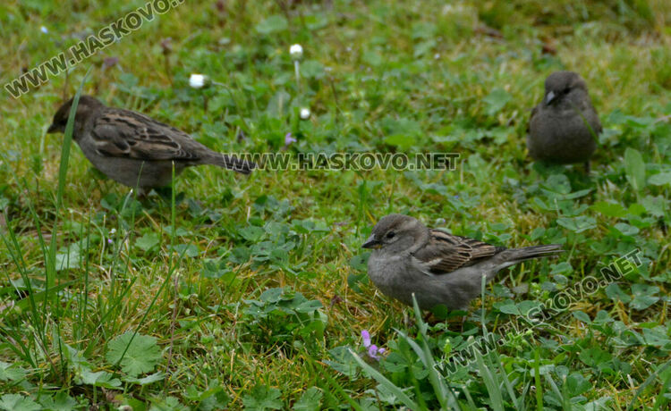 Доброволци броят врабчетата 