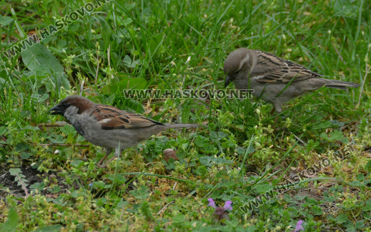 Доброволци броят врабчетата 