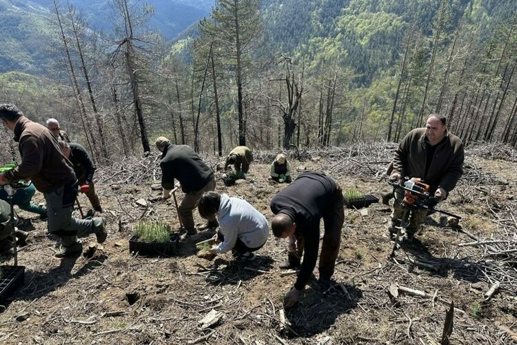 Служители на ЮЦДП-Смолян залесиха 9 дка опожарени територии край село Хвойна