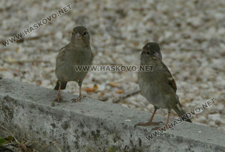 Доброволци броят врабчетата 