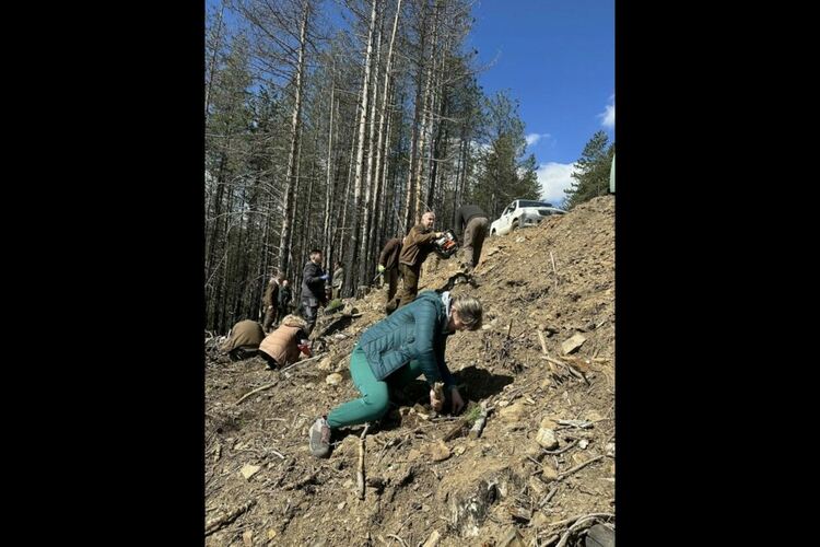 Служители на ЮЦДП-Смолян залесиха 9 дка опожарени територии край село Хвойна