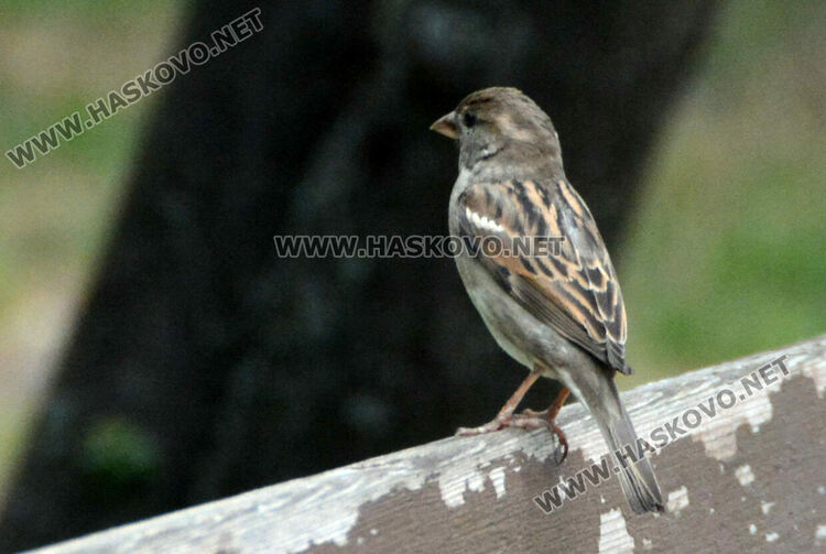 Доброволци броят врабчетата 