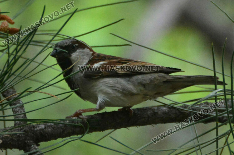 Доброволци броят врабчетата 