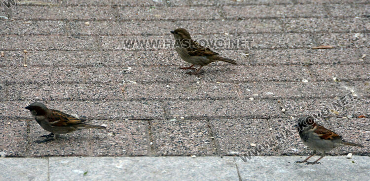 Доброволци броят врабчетата 