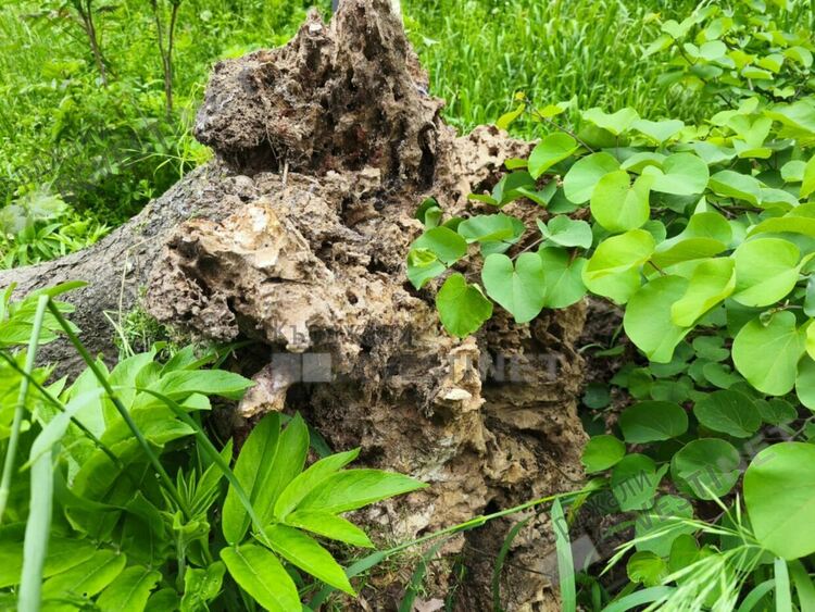 Дърво падна и премаза автомобил във „Възрожденци“