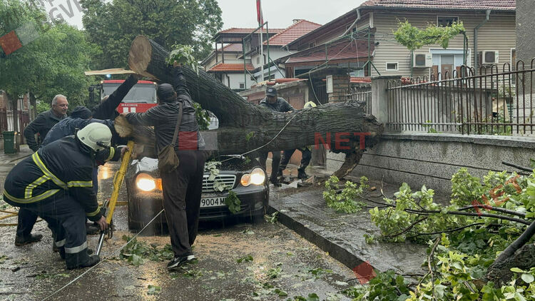 Силни пориви на вятъра събориха дървета в Димитровград - затиснаха и автомобил