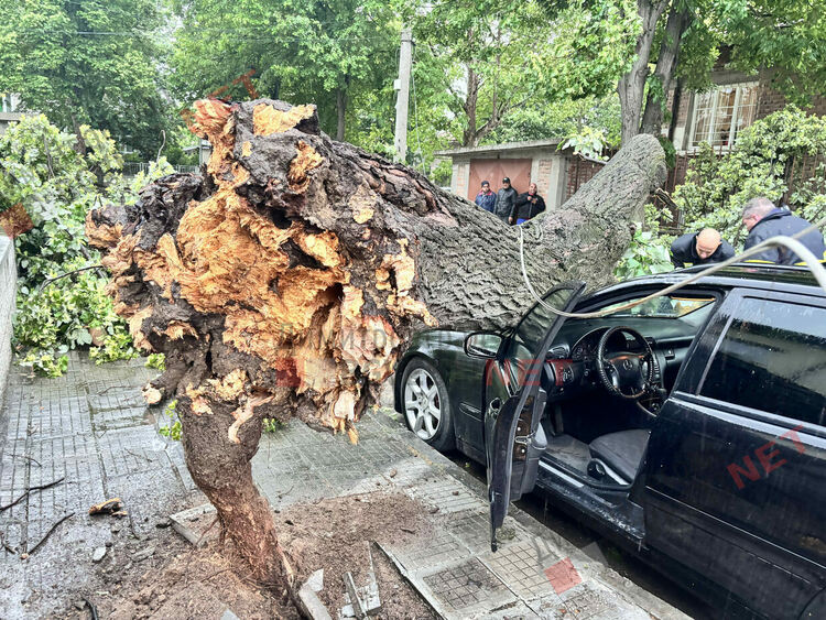 Силни пориви на вятъра събориха дървета в Димитровград - затиснаха и автомобил