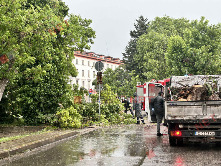 Силни пориви на вятъра събориха дървета в Димитровград - затиснаха и автомобил