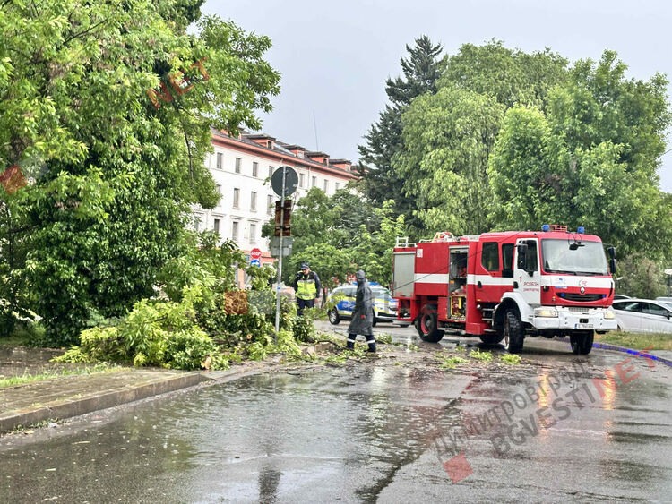 Силни пориви на вятъра събориха дървета в Димитровград - затиснаха и автомобил