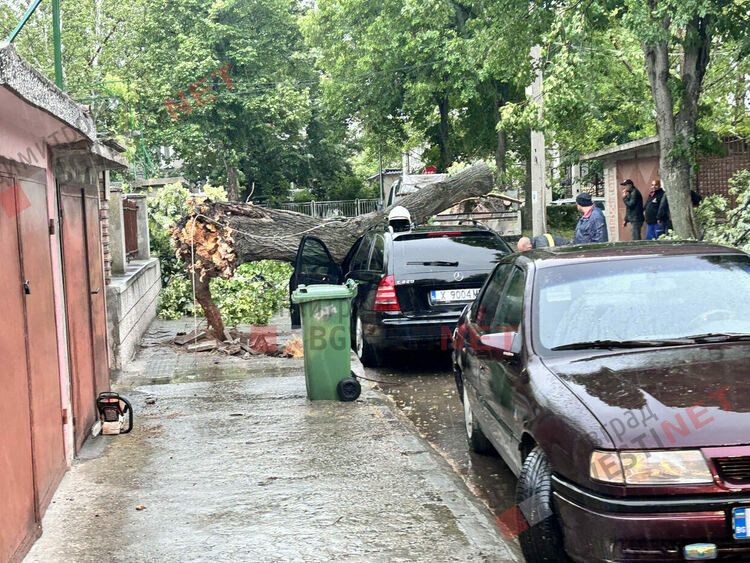Силни пориви на вятъра събориха дървета в Димитровград - затиснаха и автомобил