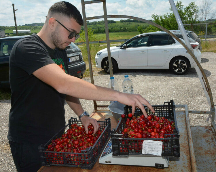 Излязоха първите череши от Крепост, продават се по 20 лева за килограм