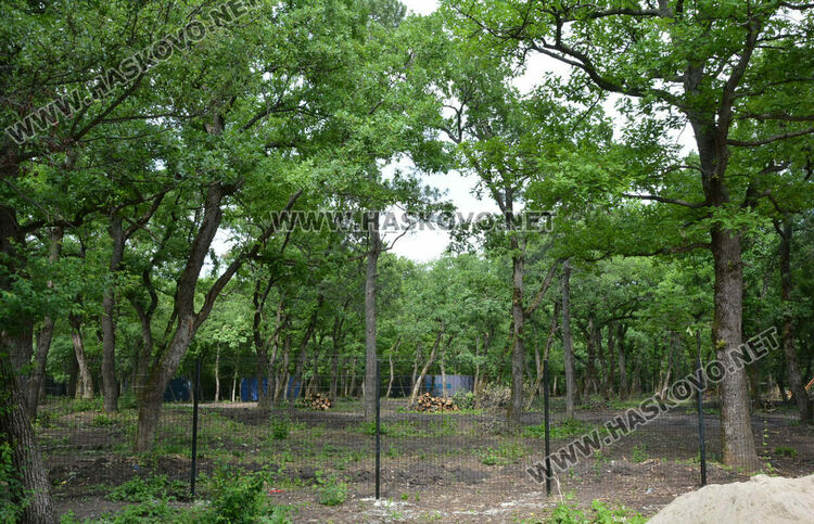 Премахнаха сухи и опасни дървета край езерото в „Кенана“