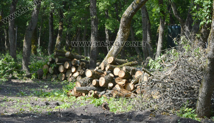 Премахнаха сухи и опасни дървета край езерото в „Кенана“