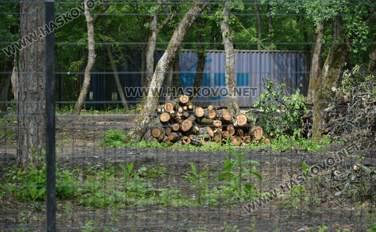 Премахнаха сухи и опасни дървета край езерото в „Кенана“