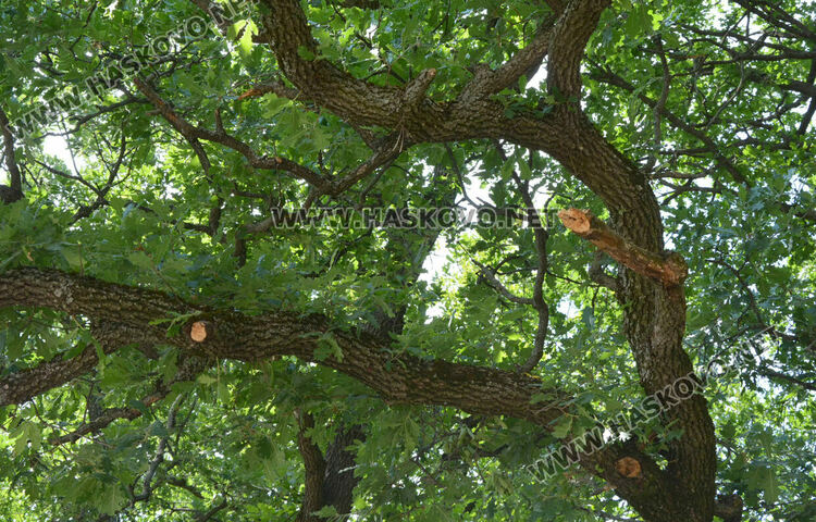 Премахнаха сухи и опасни дървета край езерото в „Кенана“