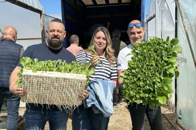 Тютюневият разсад е внимателно отгледан в Старозагорско преди да поеме край село Брестовене, сн. НАТ-2010