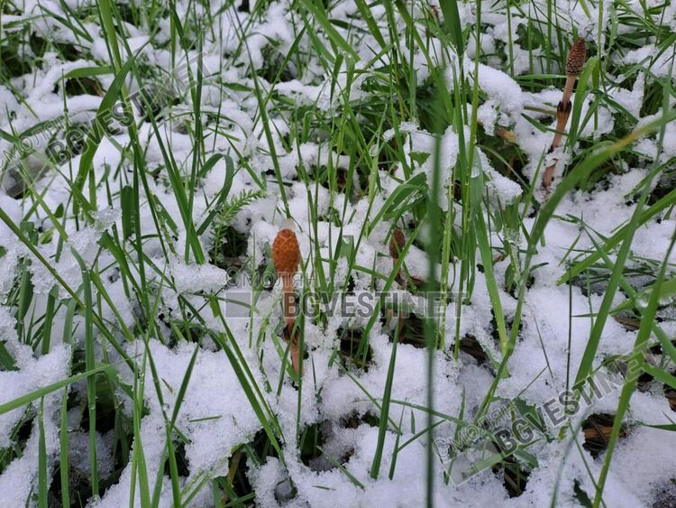 Със снежна покривка осъмнаха високите части на Смолянско (Галерия) 