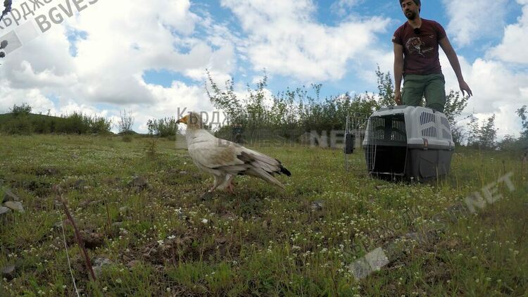 Лешоядът, натровен преди месец в района на Момчилград бе пуснат на свобода