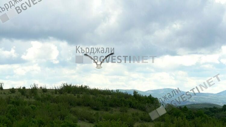 Лешоядът, натровен преди месец в района на Момчилград бе пуснат на свобода