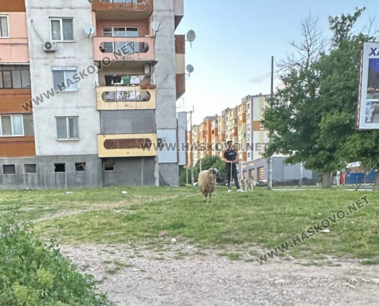 Сигнализираха за безстопанствени животни по пътя в Хасковска област 