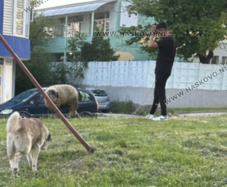 Сигнализираха за безстопанствени животни по пътя в Хасковска област 