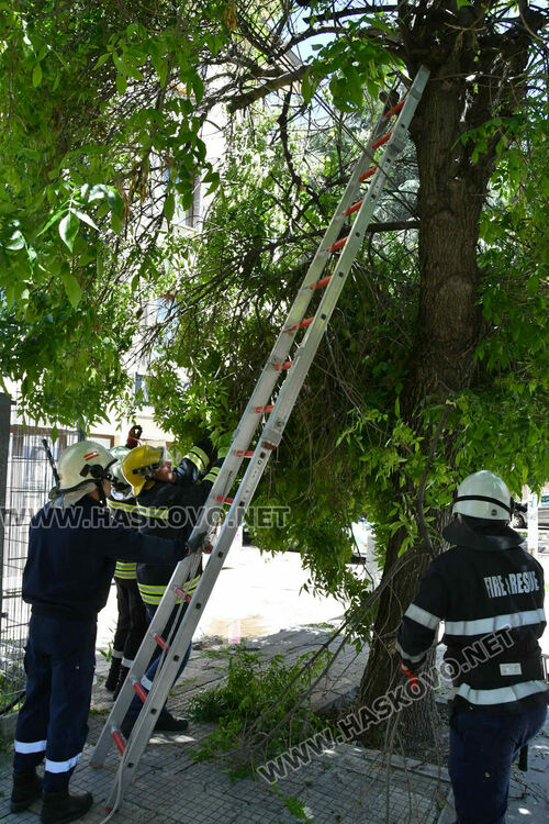 Пожарникари премахнаха опасен клон