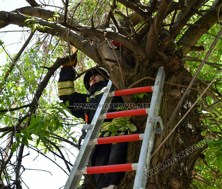 Пожарникари премахнаха опасен клон