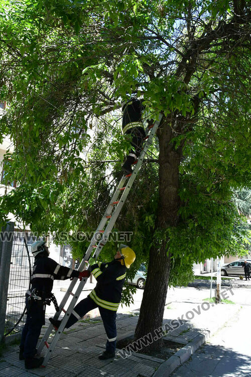 Пожарникари премахнаха опасен клон