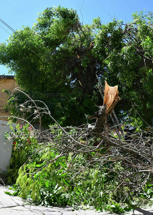 Пожарникари премахнаха опасен клон