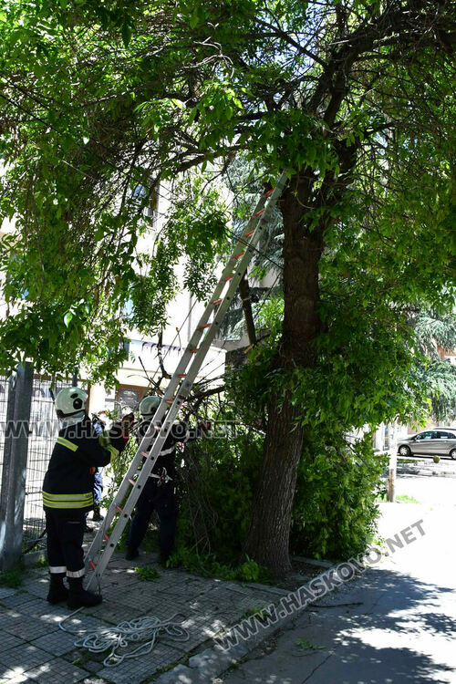 Пожарникари премахнаха опасен клон