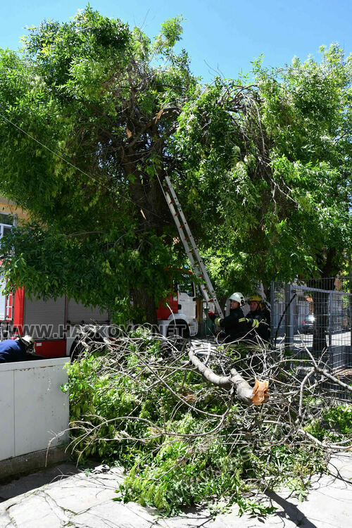 Пожарникари премахнаха опасен клон