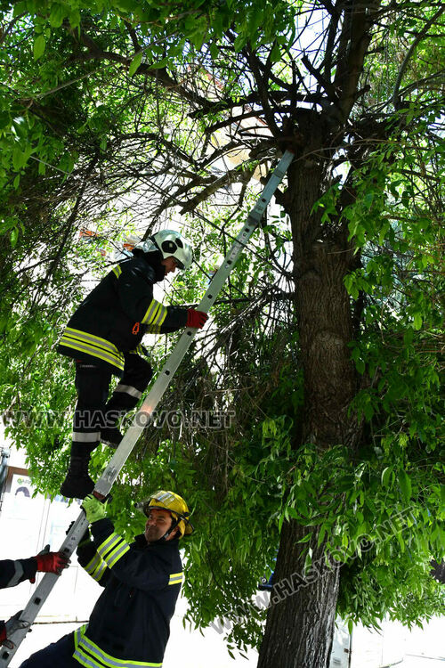 Пожарникари премахнаха опасен клон