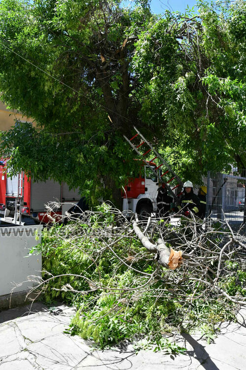 Пожарникари премахнаха опасен клон