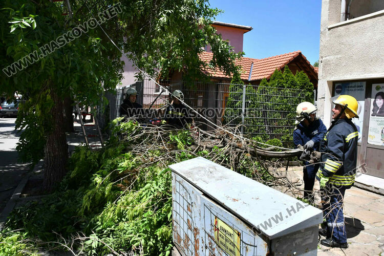 Пожарникари премахнаха опасен клон