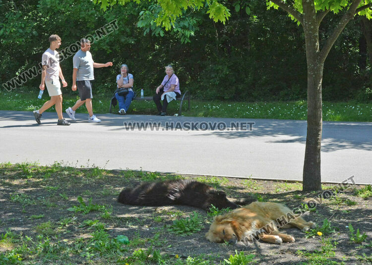 Заработи „Контейнерът“ за храни и напитки до езерото в „Кенана“, предстои да отвори въжен парк