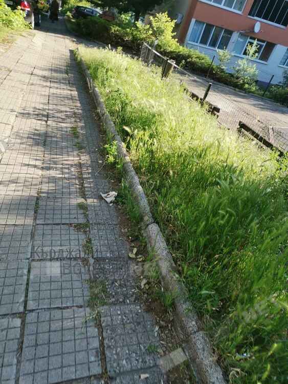 Треви избуяха след дъждовете в междублоковите пространства в Кърджали, от общинската фирма ОБЧ не смогват да косят